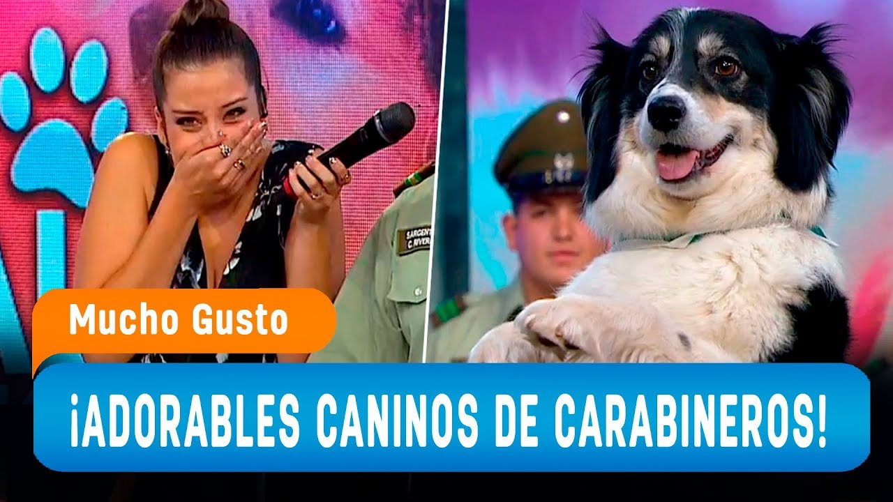 Los increíbles trucos de los perros de Carabineros de Chile - Mucho Gusto 2019