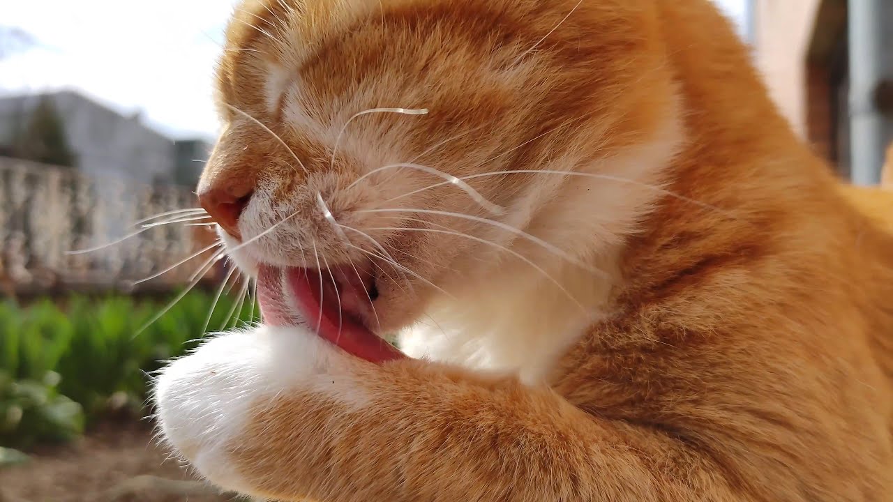 Cute Cat Washes His Paws And Face