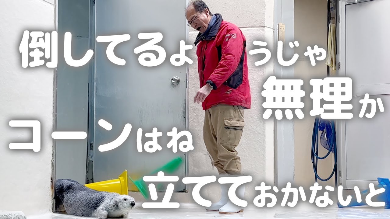 【鳥羽水族館】ラッコ🦦メイちゃんキラちゃんにおじさんからの挑戦状！