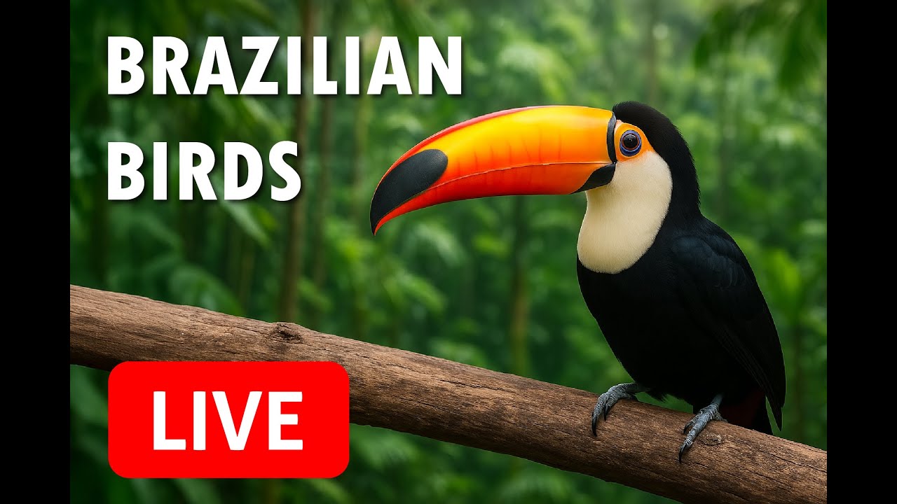 🔴 LIVE: Birds Bathing – Watch Brazilian Parakeets, Kiskadees & Canaries! - 2026-03-10 07:00