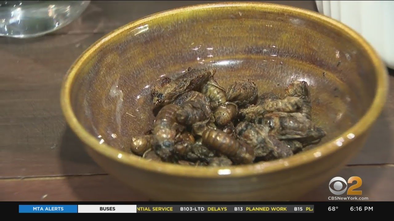Snacking On Cicadas? CBS2's Jenna DeAngelis Finds Out What All The Buzz Is About