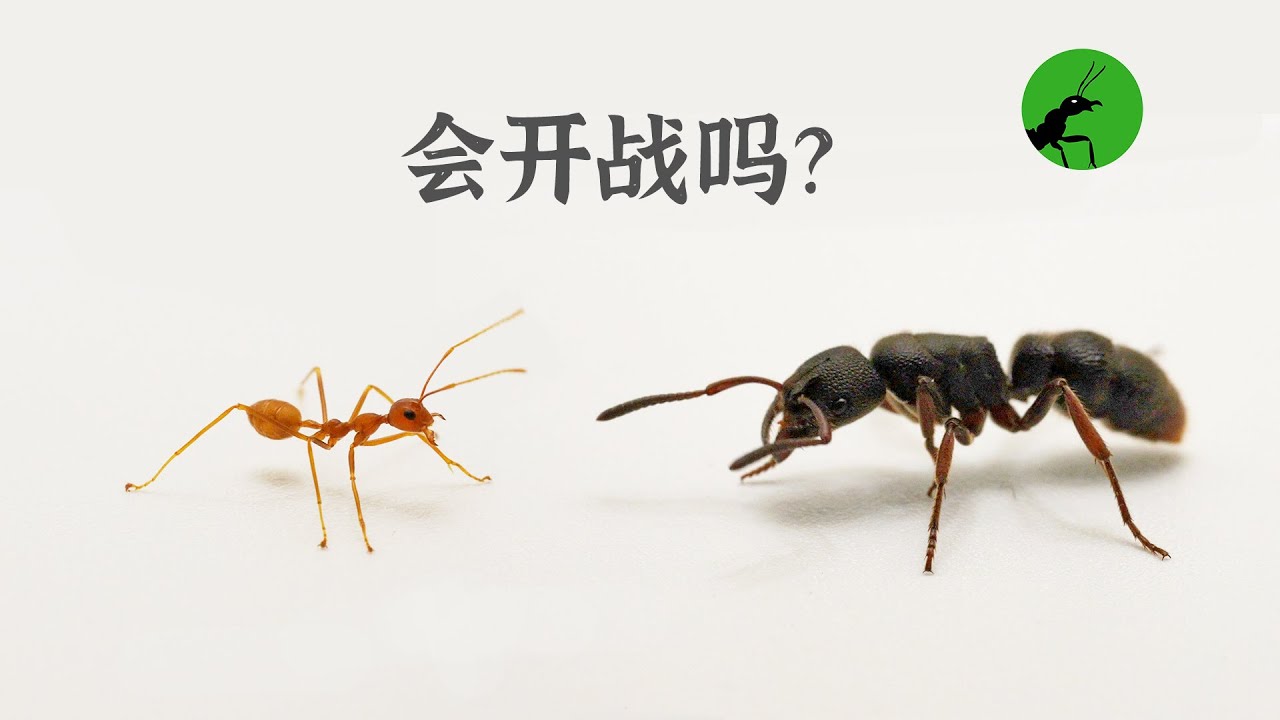 地栖蚂蚁与树栖蚂蚁，相遇会开战吗？谁获胜？