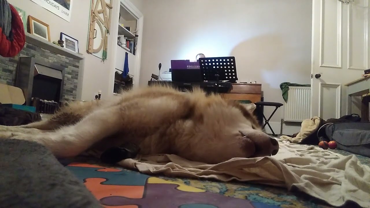 Bunny and the bass recorder