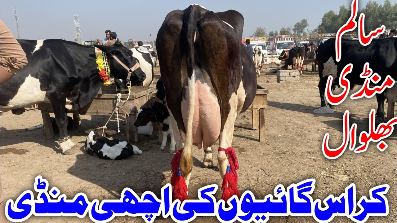 Jarsey Australian Fresian Cholistani Shaiwal cross breed cows Salam Mandi Bhalwal !Ali Best 