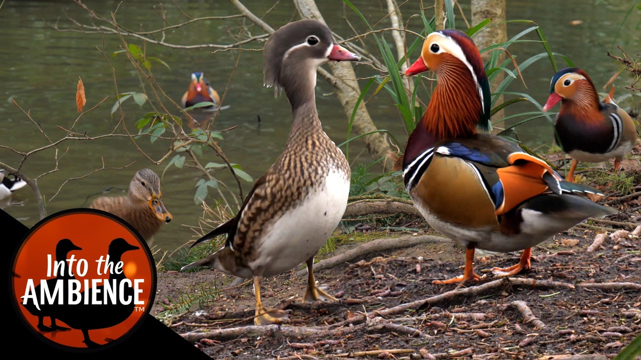 Ducks - Mandarin Duck - Mallards - Nature Relaxation - No Music - 4K