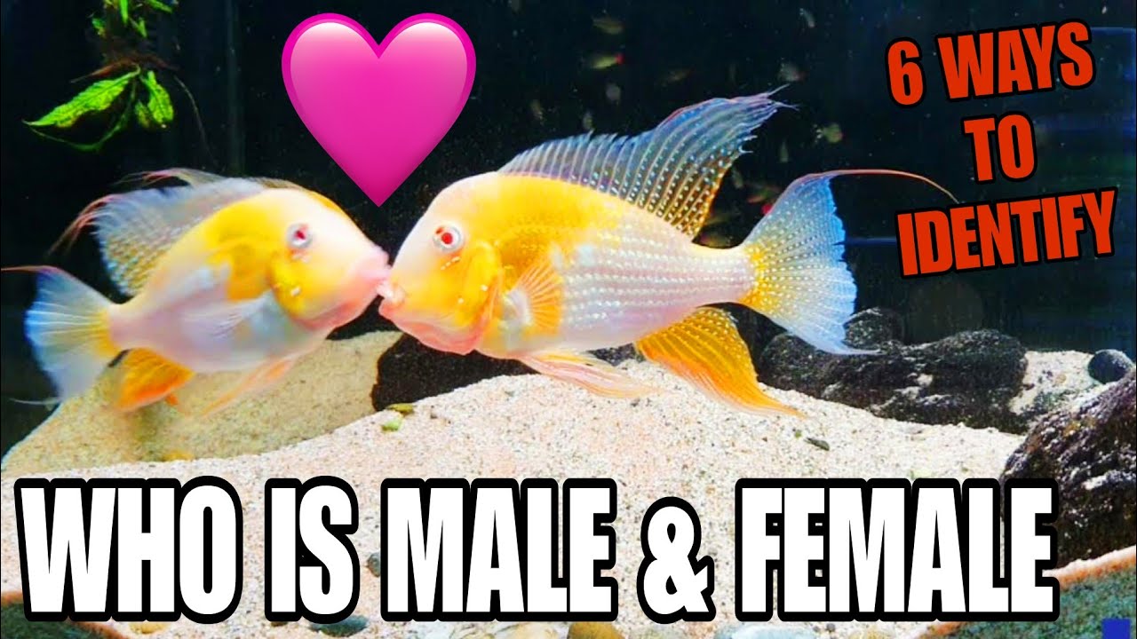 6 Ways To Identify Male And Female In Albino Heckelii