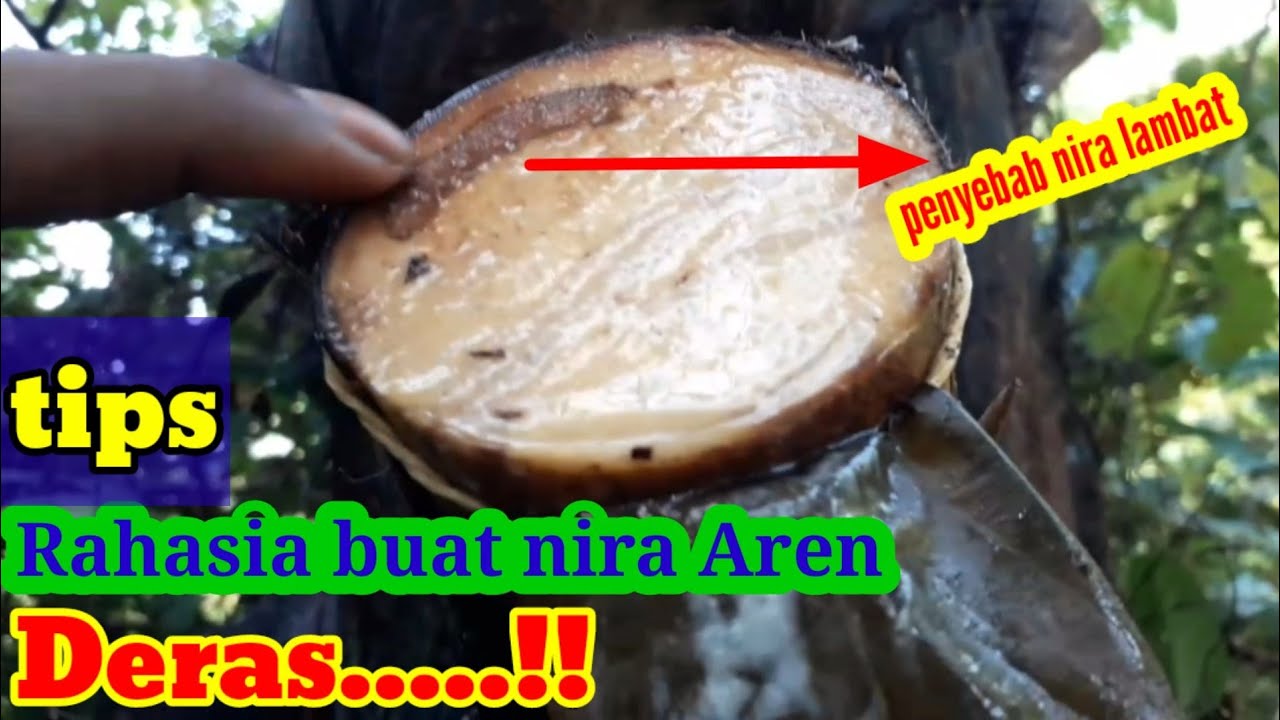 Cara membuat nira aren mengalir deras-manggar aren yang semula rusak hasil nira deras melimpah