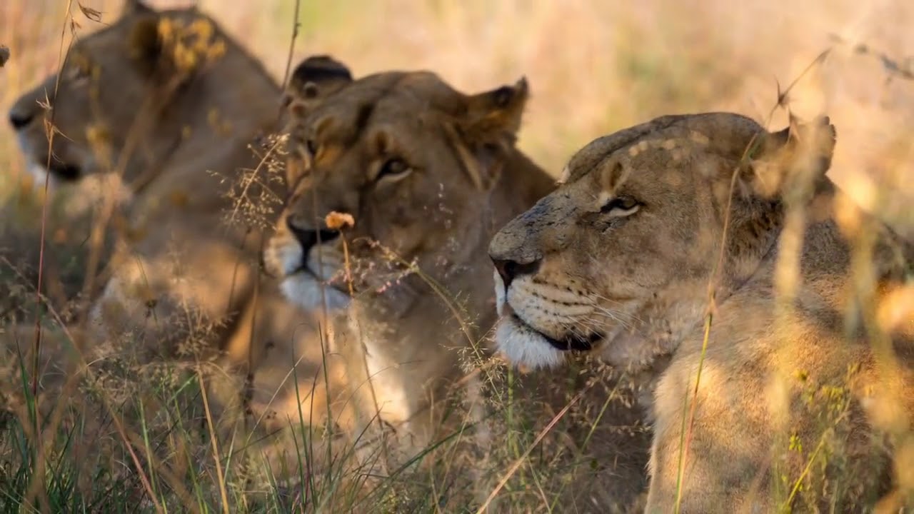 Amazing Bushlore Safari in Botswana 20171