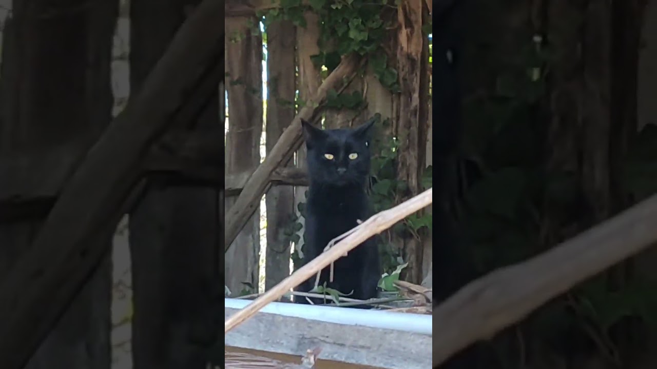 Akçakoca Melenagzi köyü.