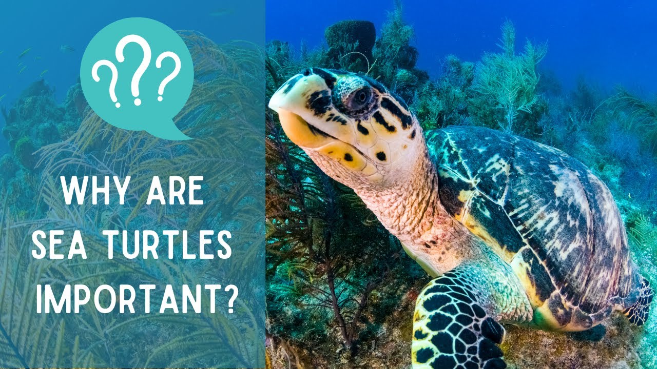 Why are SEA TURTLES important for the ENVIRONMENT?
