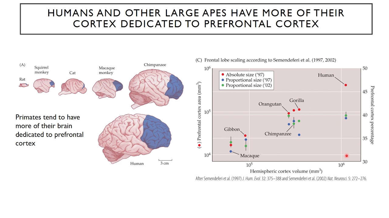 Introduction to Neuroscience 2: Lecture 21:Decision making and executive function