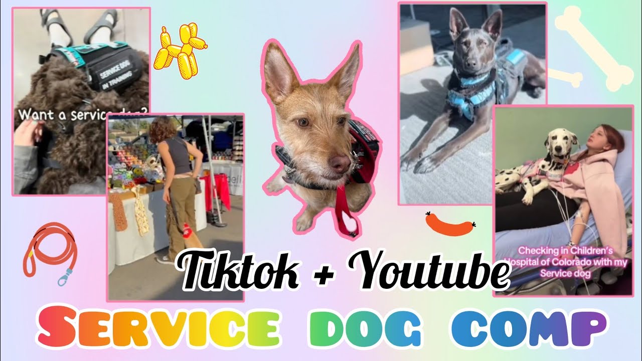 Service dog comp | YouTube and tiktok | Credit to all original owners