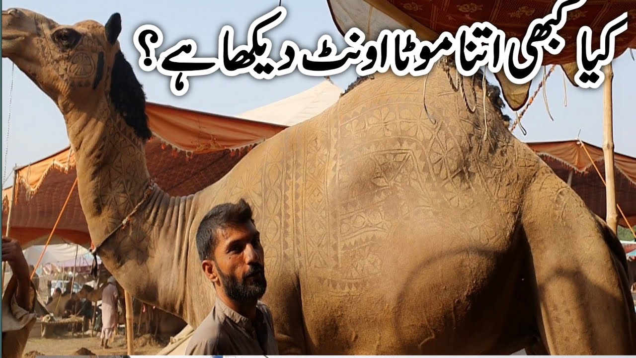 Camel mandi 2025 Gujranwala || Biggest camel in the world