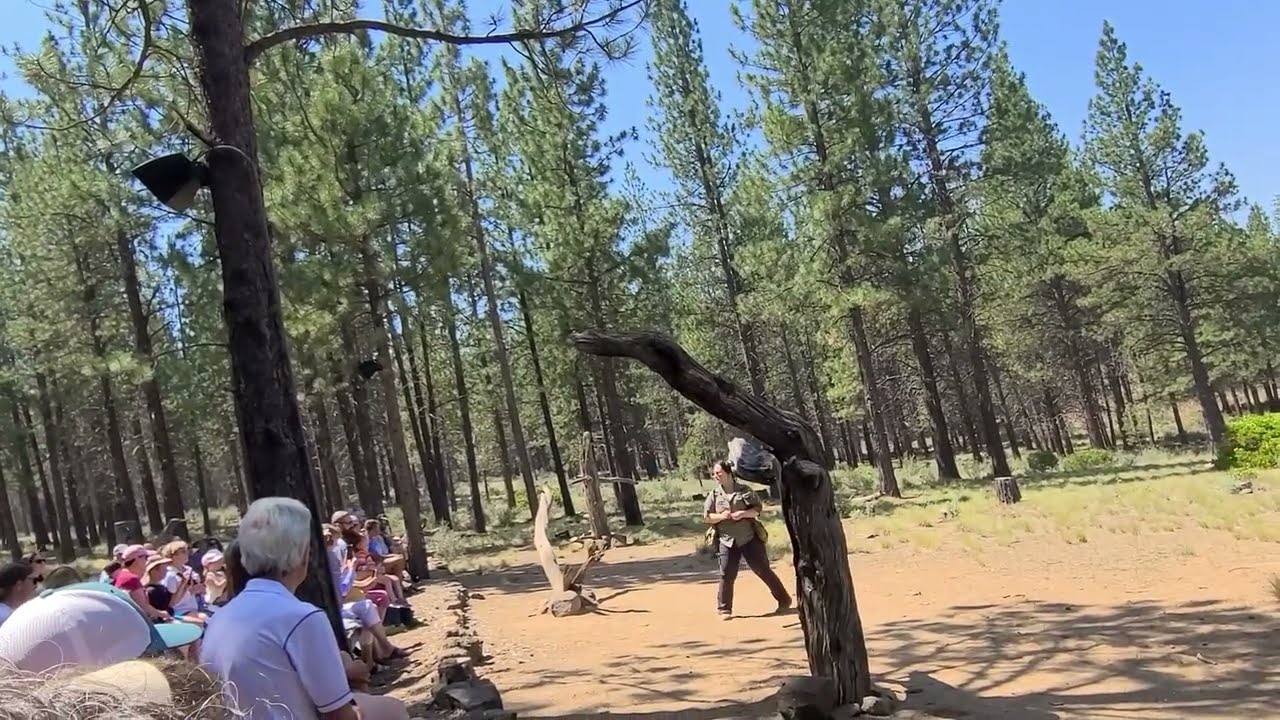 Aplomado Falcon Flights Bird of Prey Encounter at High Desert Museum Bend Oregon