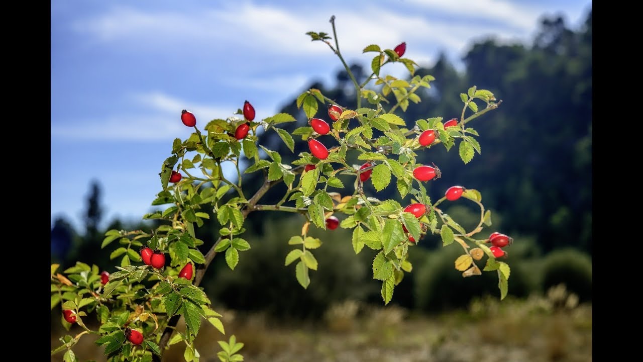 5 plantes sauvages aux propri&eacute;t&eacute;s insoup&ccedil;onn&eacute;es