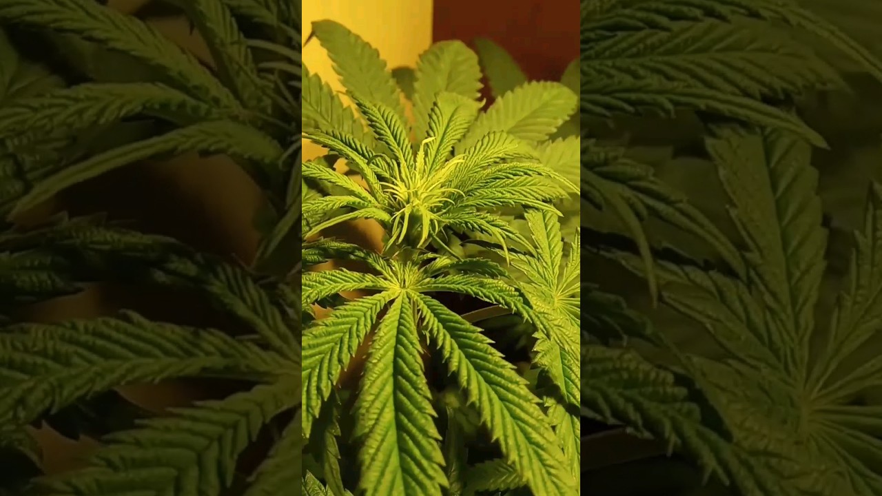 floracion #420 #canabis_sativa #indoorplants #ysya #marihuanalegal