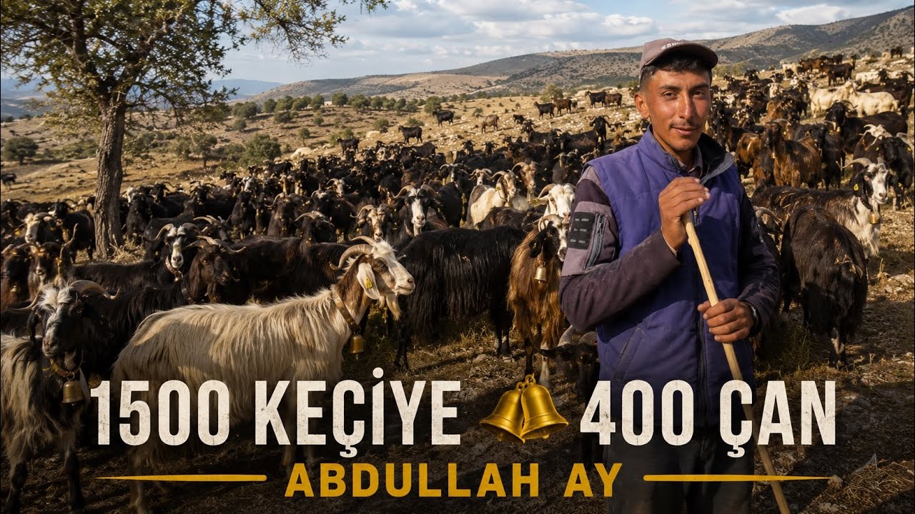 1.500 KEÇİYE 400 ÇAN / DAĞLAR YIKILIYOR / ABDULLAH AY