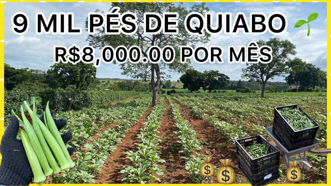 8 MIL REAIS POR MÊS COM 9 MIL PÉS DE QUIABO 🤠🙏🏼#agro #agriculture #agricultura 