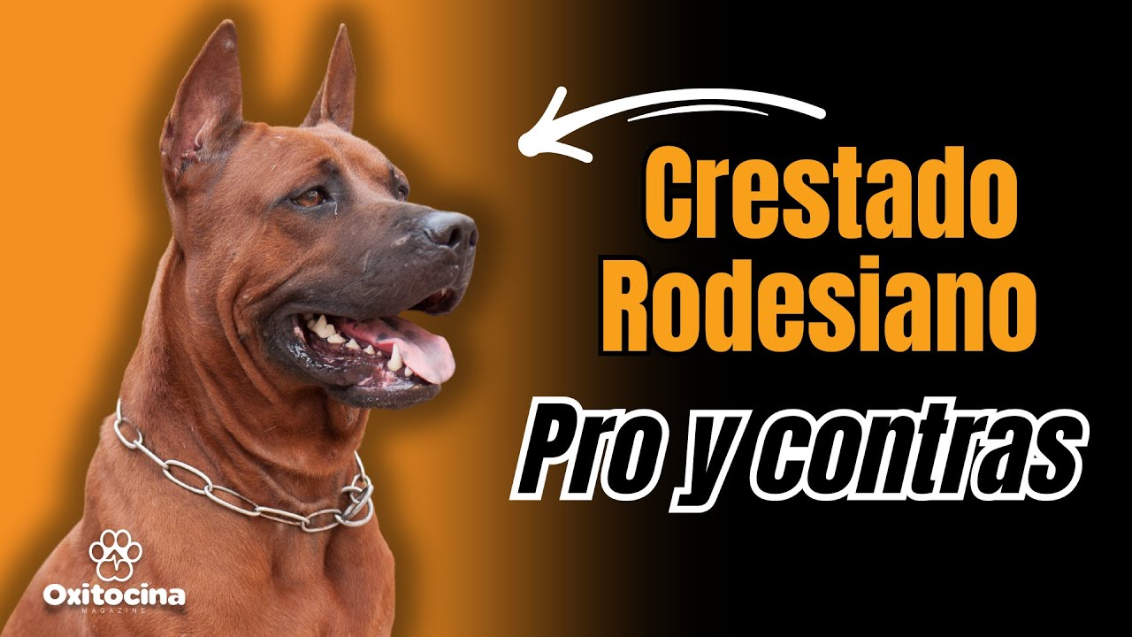 Crestado Rodesiano: Características, Ventajas y Desventajas