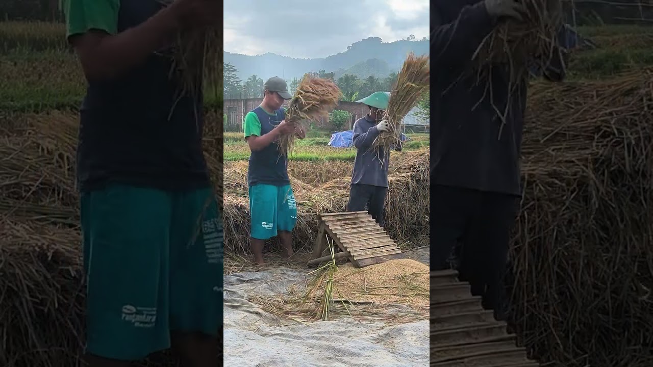 Ketahan pangan nasional Indonesia