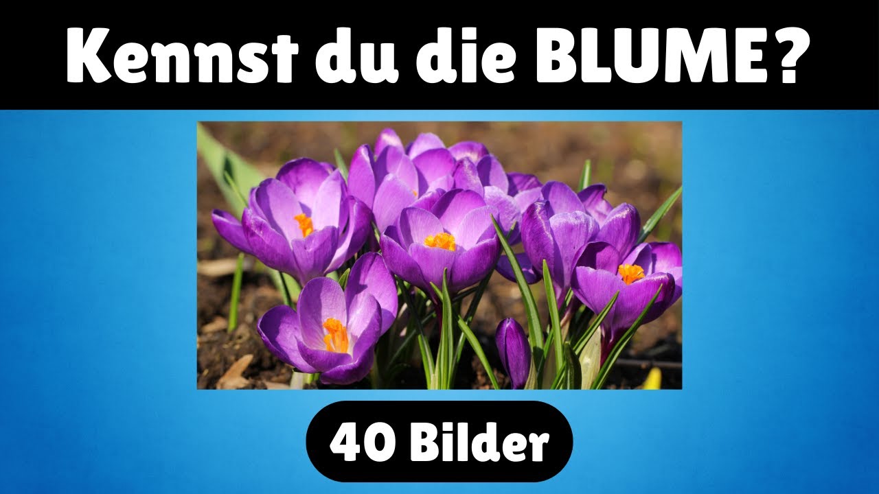 Wie viele Blumen kennst du? 🌸 | Errate 40 bekannte Blumen – Lern-Quiz mit Bildern