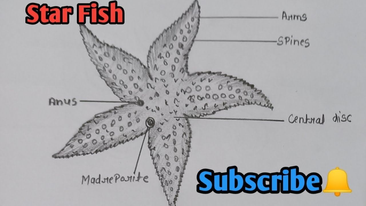 How to draw Star Fish || तारामीन || Starfish Diagram step by step|| Biology diagram || #starfish
