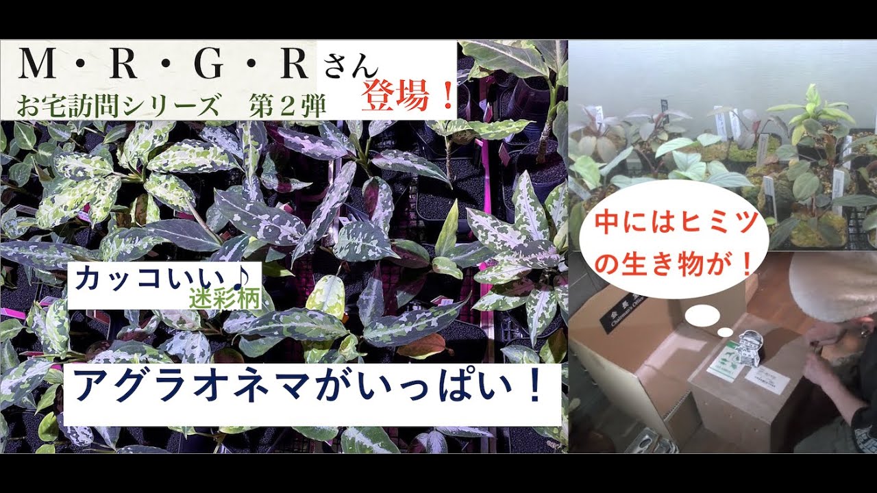 かめぞー☆ちゃんねる　13クラッチ目　お宅訪問シリーズ 第２弾！M.R.G.Rさん