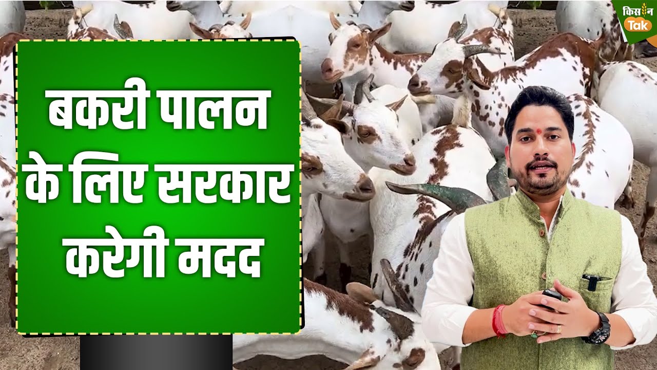 Goat Farming | बकरी पालन वालों के लिए सुनहरा मौका | CIRG Mathura | Kisan Tak