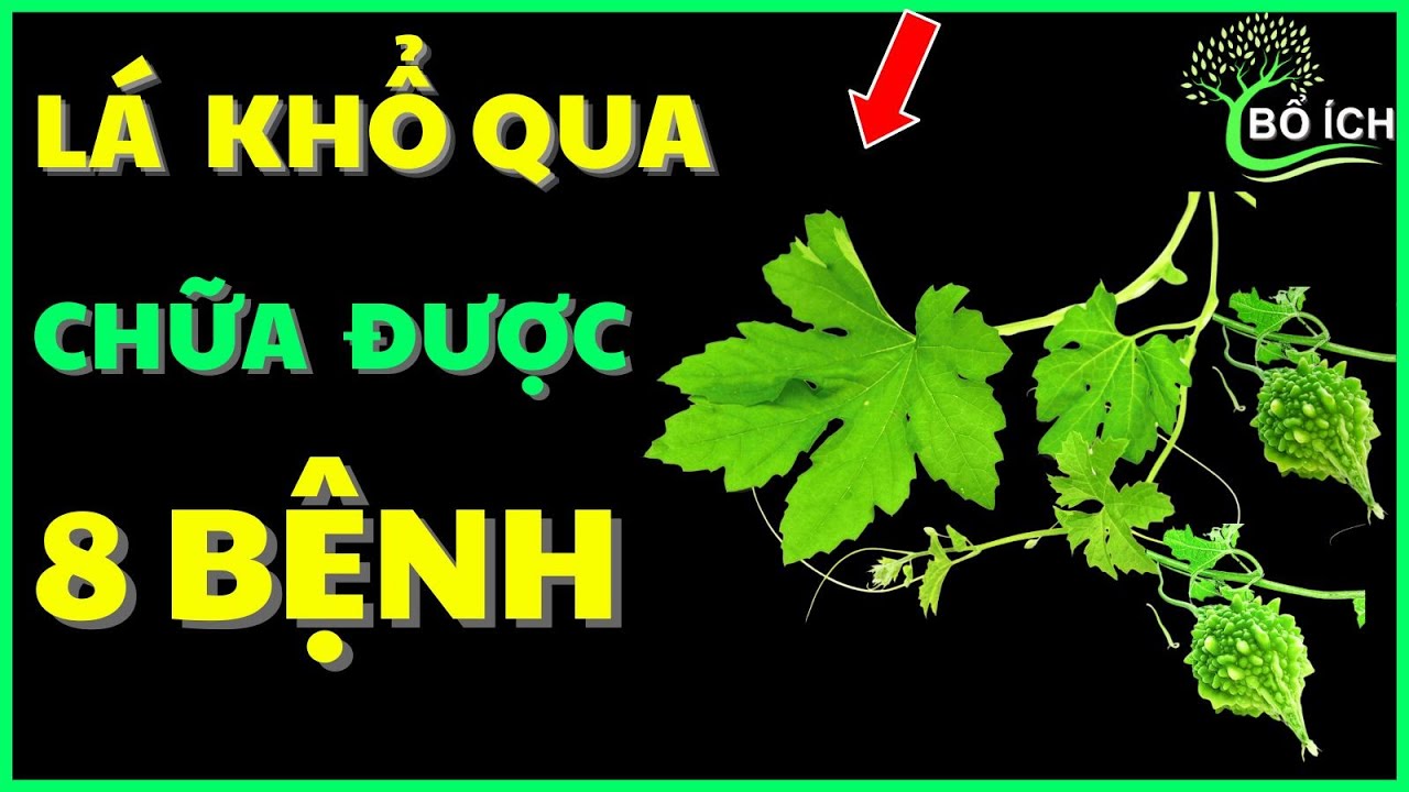 8 Lợi Ích Chữa Được 8 Căn Bệnh Thường Gặp Nhất Của Lá Khổ Qua Rừng - kênh sức khoẻ bổ ích