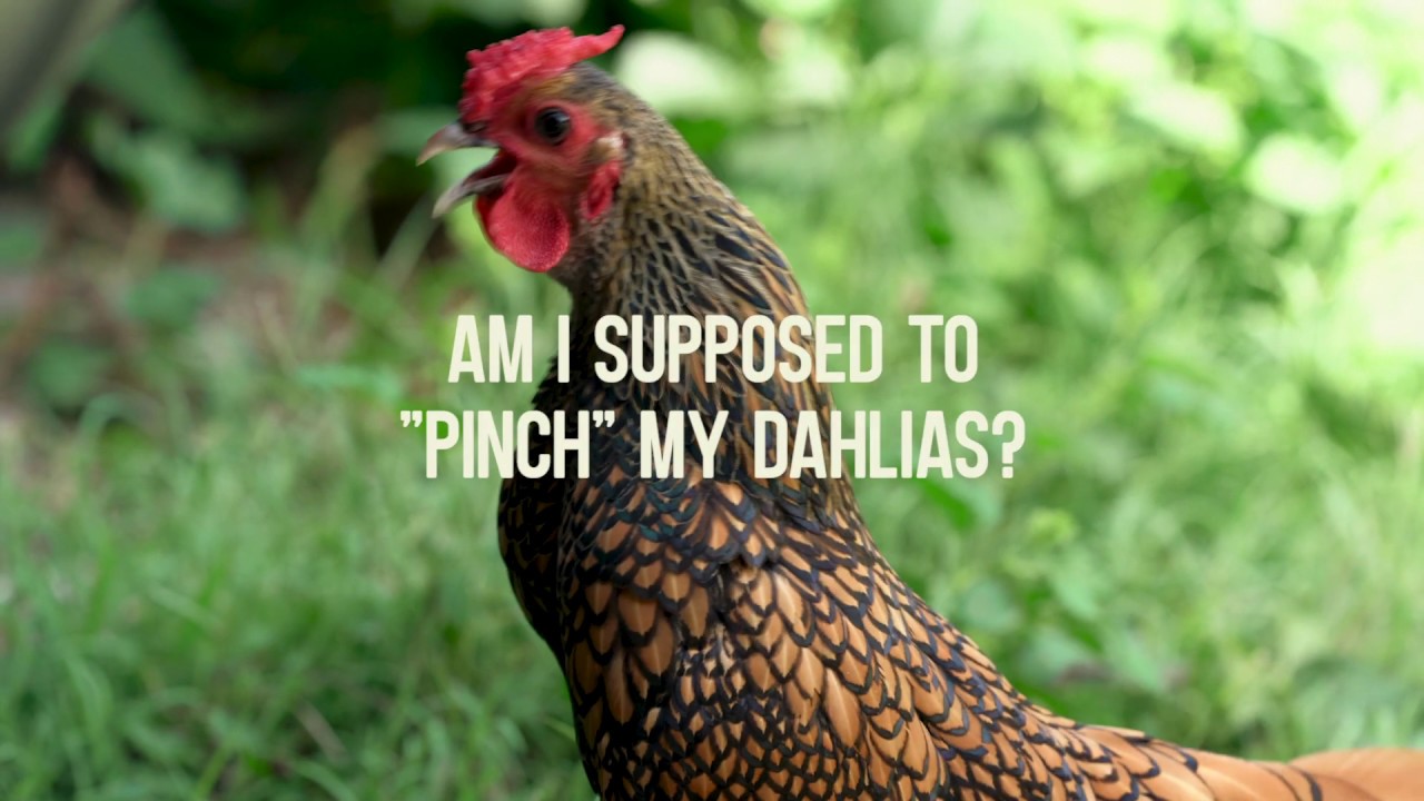 GardenStyle | Planting Dahlias