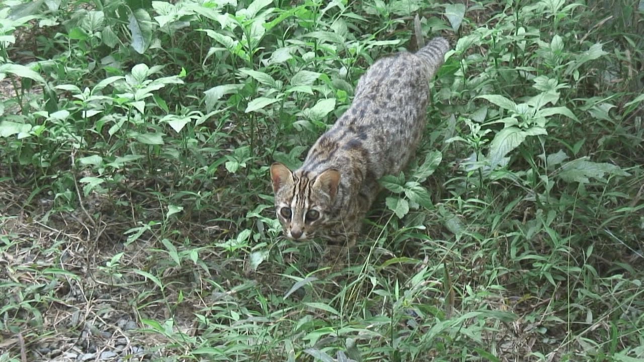 【動物保育】石虎不孤單｜友善石虎農作 (我們的島 第887集 2016-12-26)