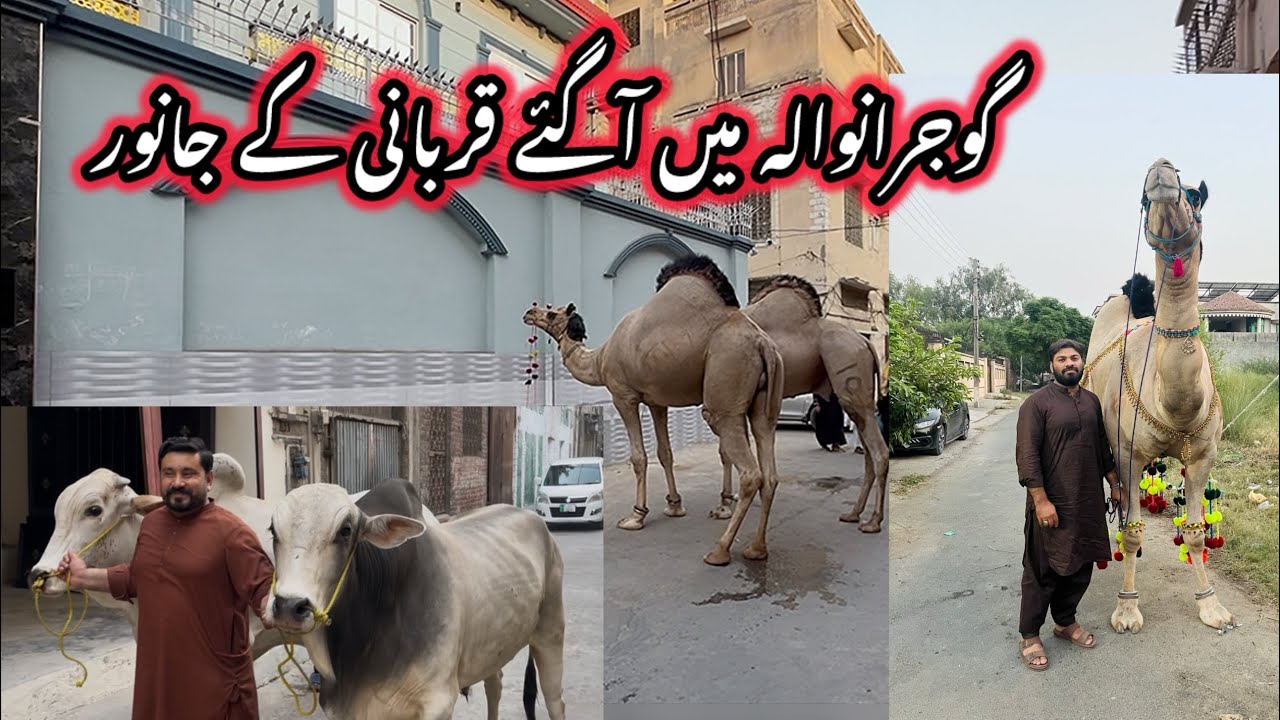 QURBANI ANIMALS OF GUJRANWALA 2025 | Bakra Eid 2025 Gujranwala 🐑🐃🐪