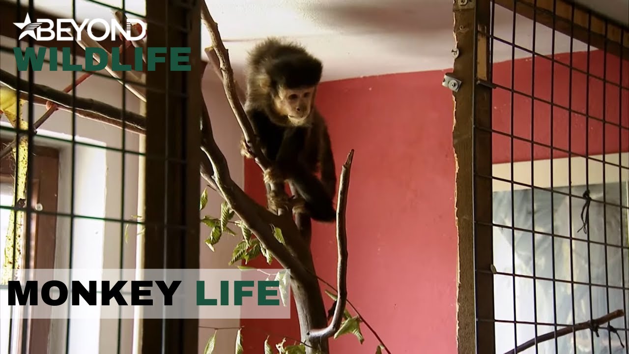 S6E04 | Jeremy Heads To Slovenia To Pick Up Monkeys Tau And Mica |  Monkey Life | Beyond Wildlife