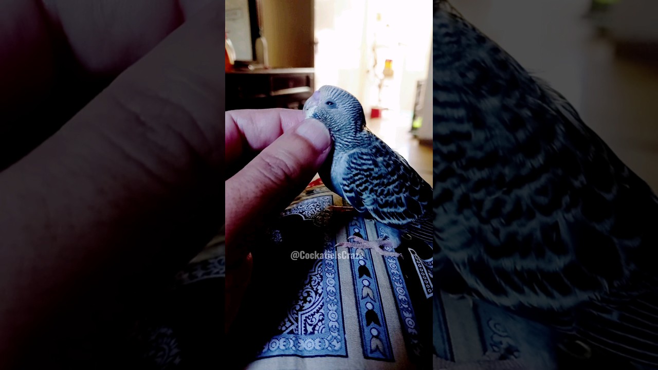 Adorable and Cute Moments ✨😍🦜 #cockatielscraze