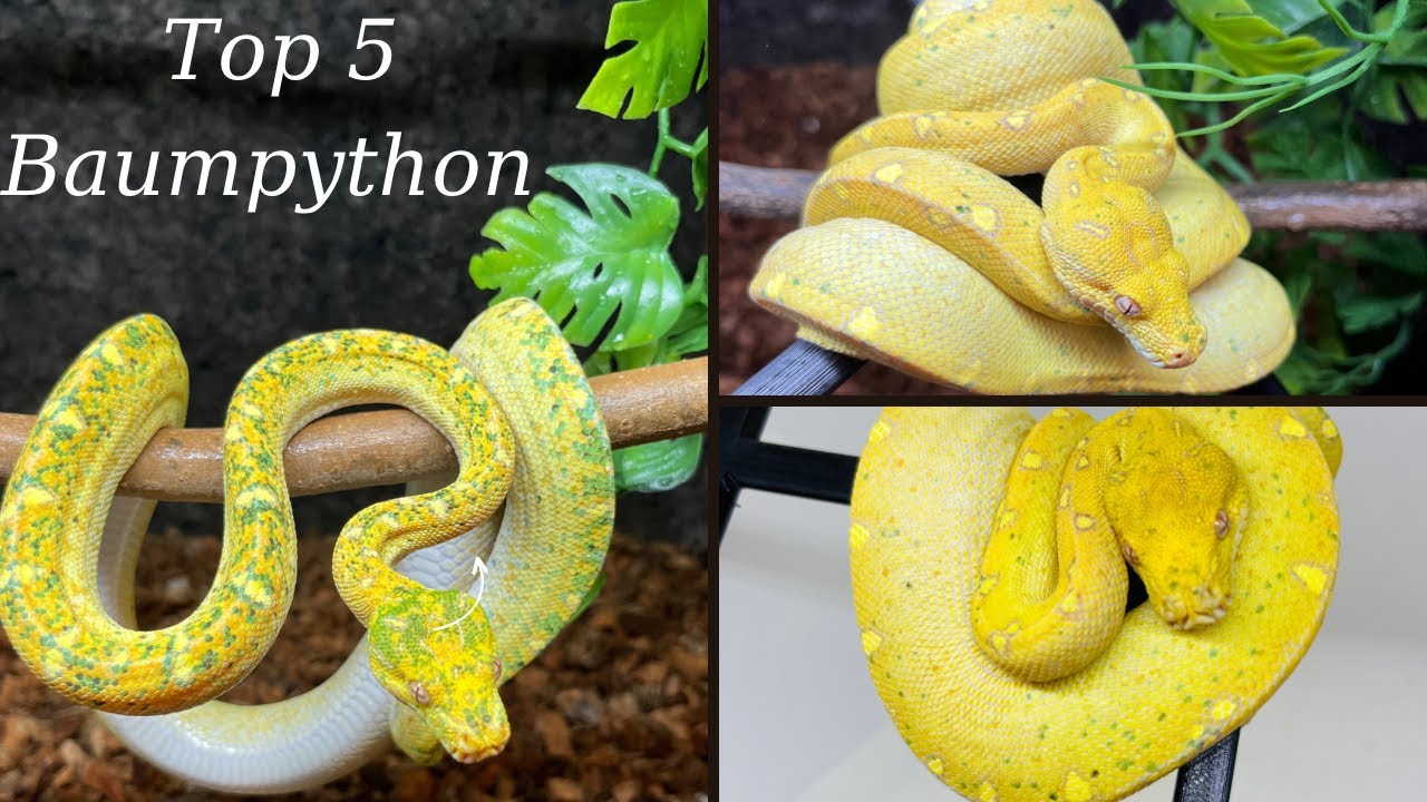 Unsere Top 5 Baumpython Nachzuchten - Special Edition