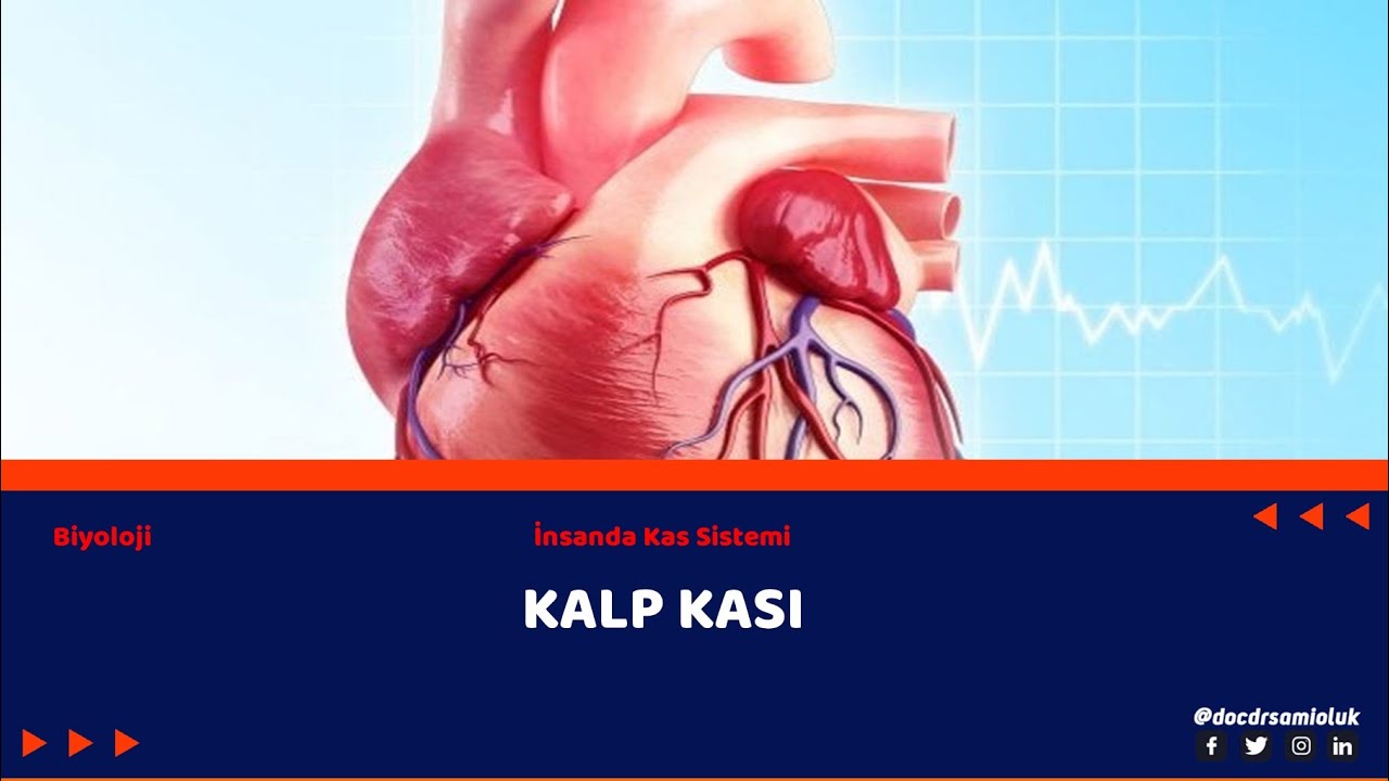 İNSANDA KAS SİSTEMİ / KALP KASI