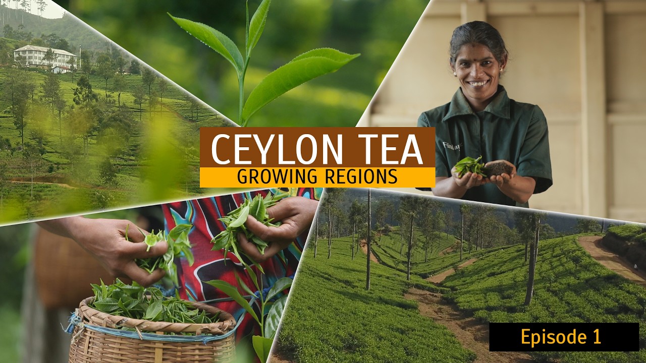 Ceylon Tea - Growing Regions | Sri Lanka