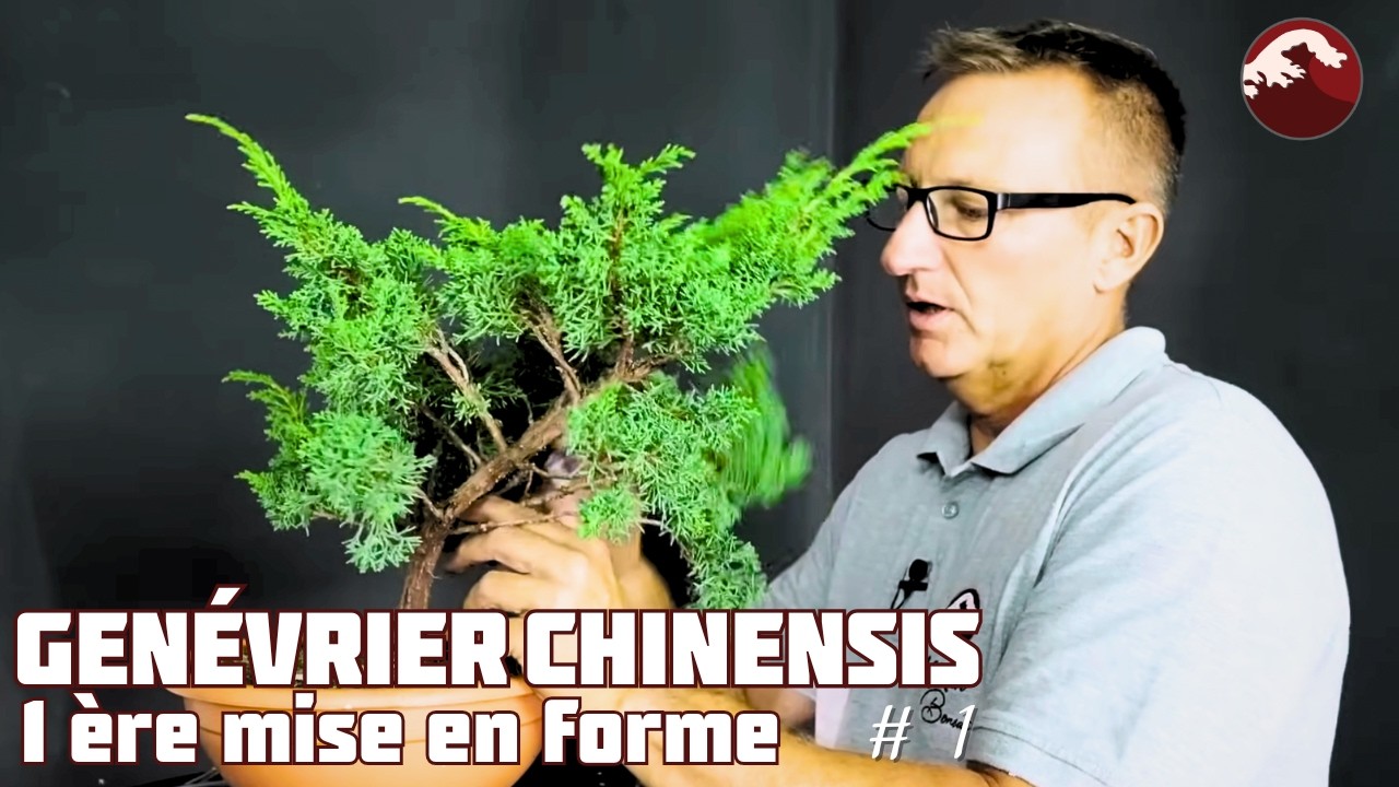 Nouveau projet de bonsaï : formation d’un genévrier chinensis – Épisode 1 🌱 NEJIKAN BONSAI 🌱