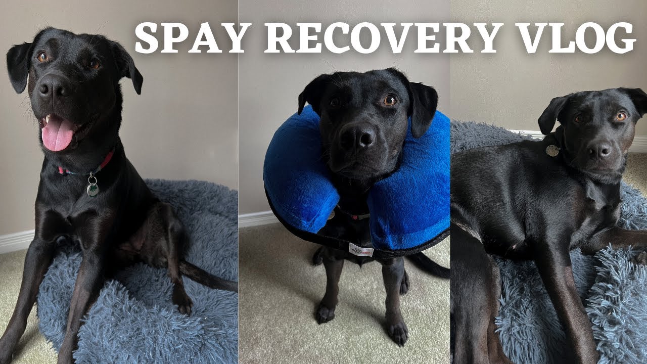Getting Our Lab Puppy Fixed! Spay Recovery Vlog & What to Expect Post-Op 🐶🐾