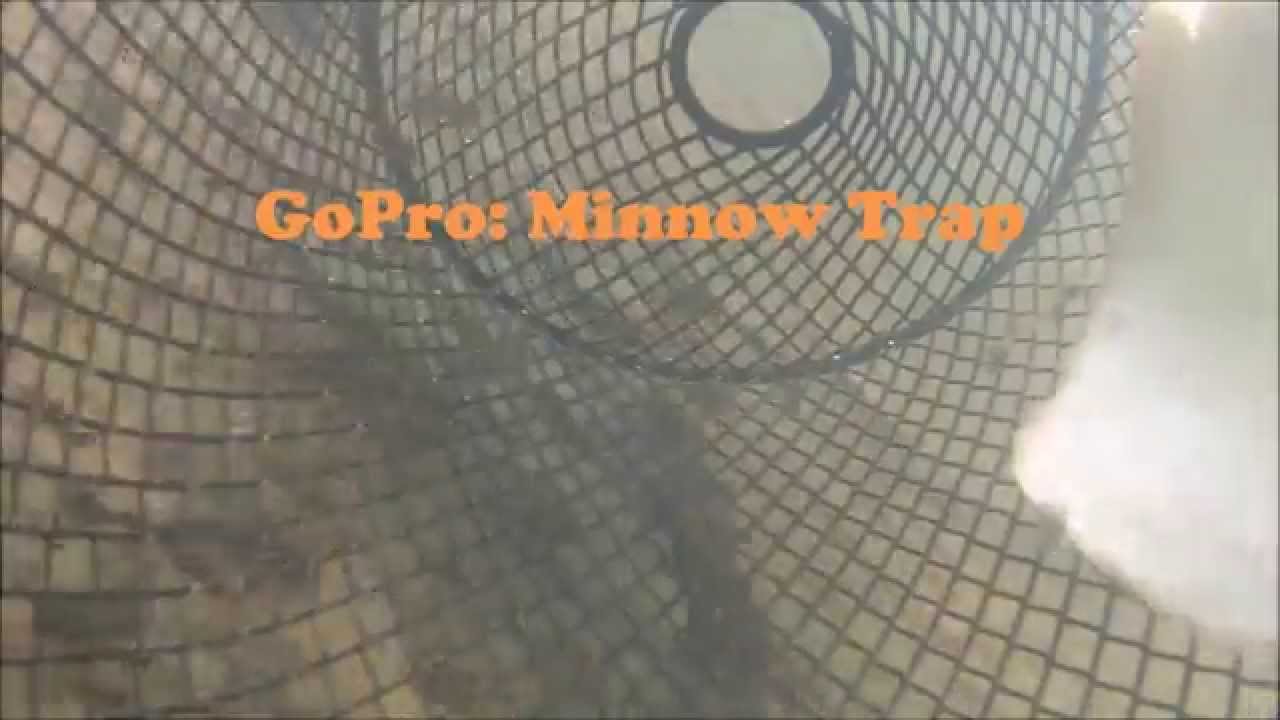 GoPro in Minnow Trap