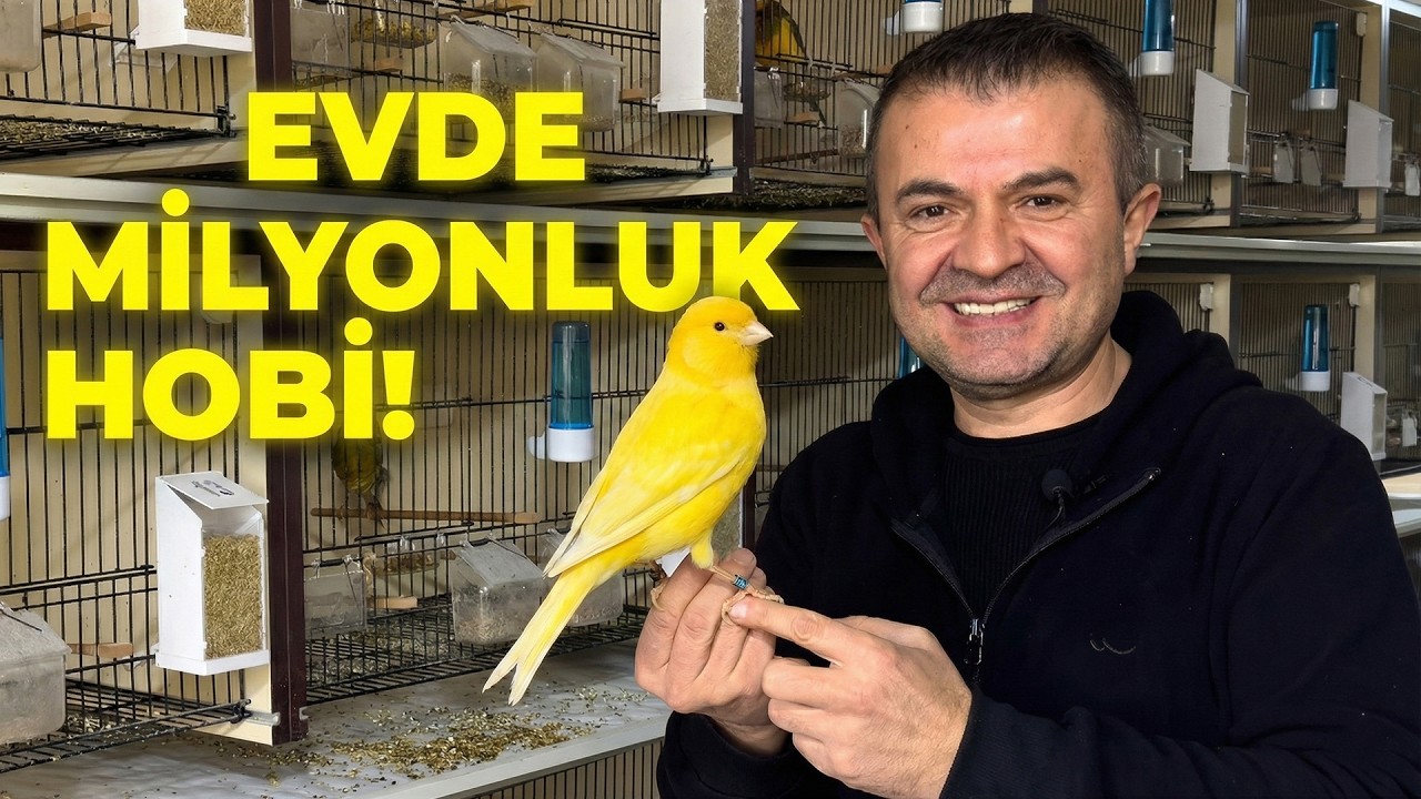 Sermayesiz Başladı, Şimdi Tanesi 5.000 Euro! 💰 Evde Yorkshire Kanaryası Yetiştiriciliği