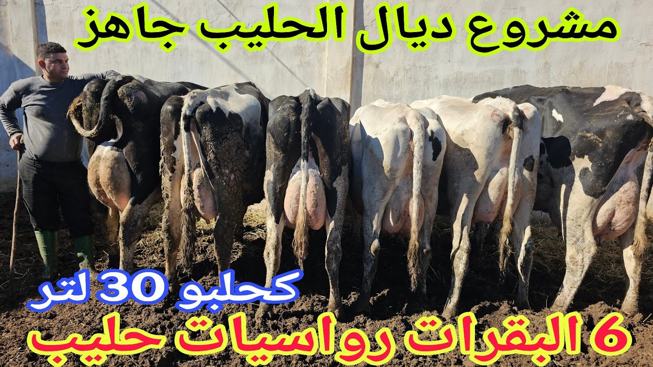 الحاضر يعلم الغايب📢📢 6 البقرات  حليب🌟 إتصل 06.61.91.82.32📞 ألو سي التهامي نواحي سطات🇲🇦 