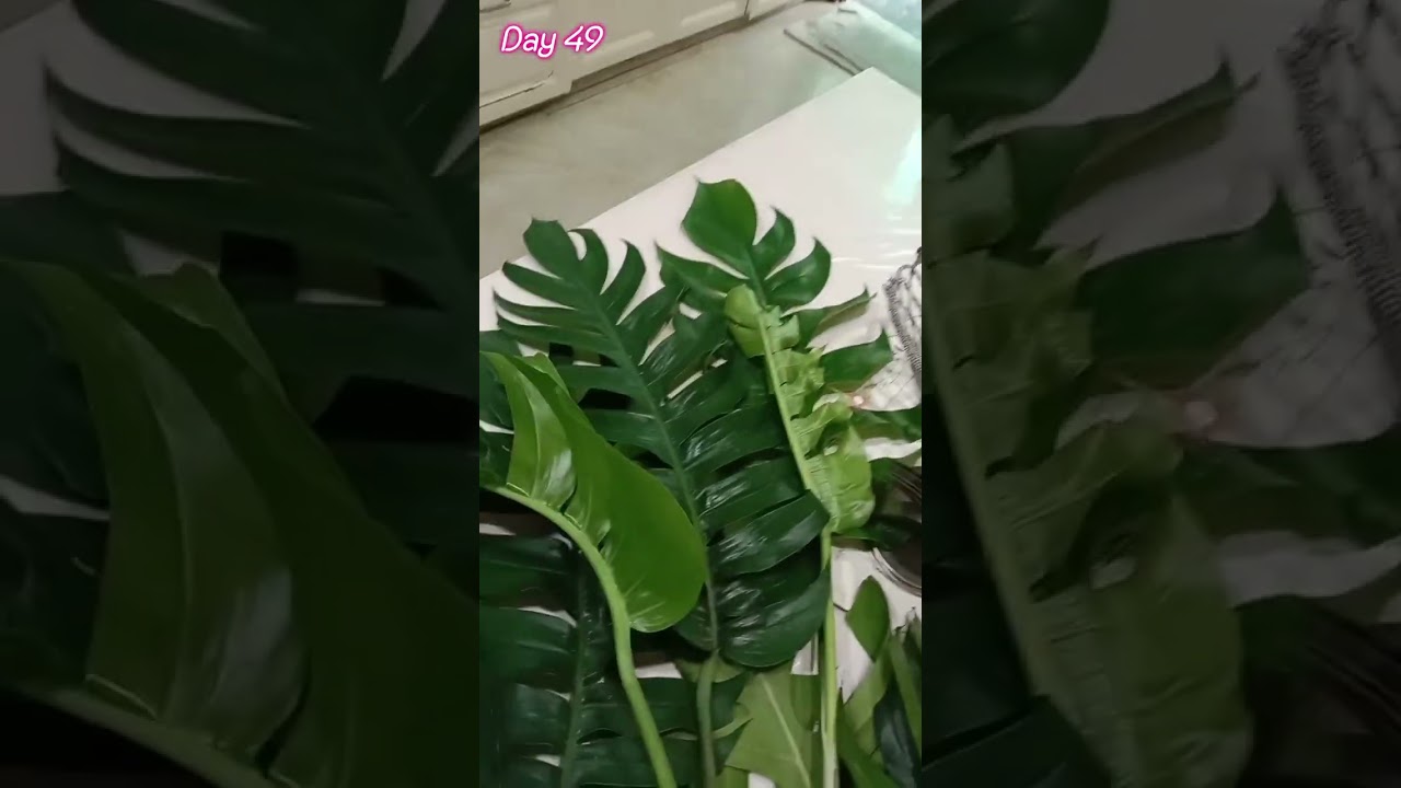 Daily vlogs for 49 days 🔥 #shorts #newvloger #viralvlogs #song #shortmusic #shorts #shortvideo #shor