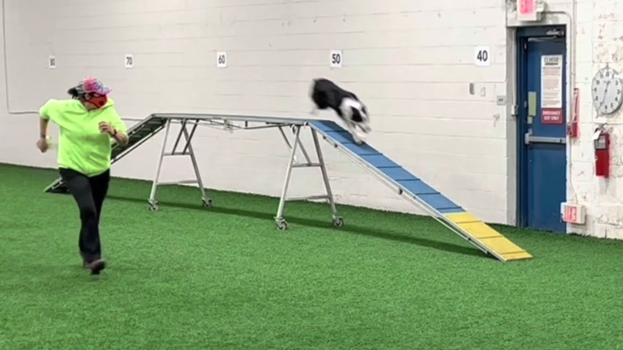 Speedoggie Agility Level Up Skill Training: Running Dogwalk Contacts