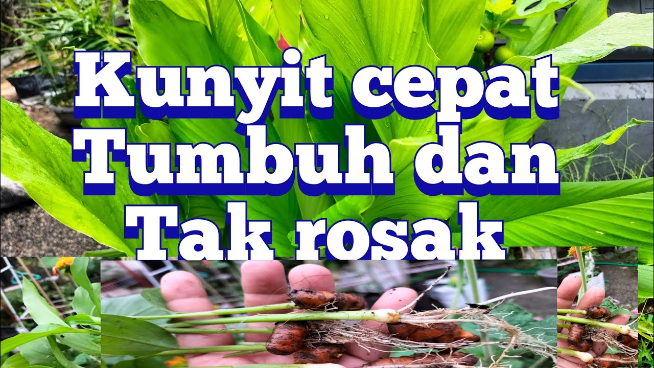 cara tanam kunyit yang Sangat mudah dan subur