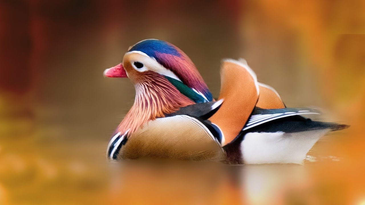 Bird photography, the wild mandarin duck revolution is coming !