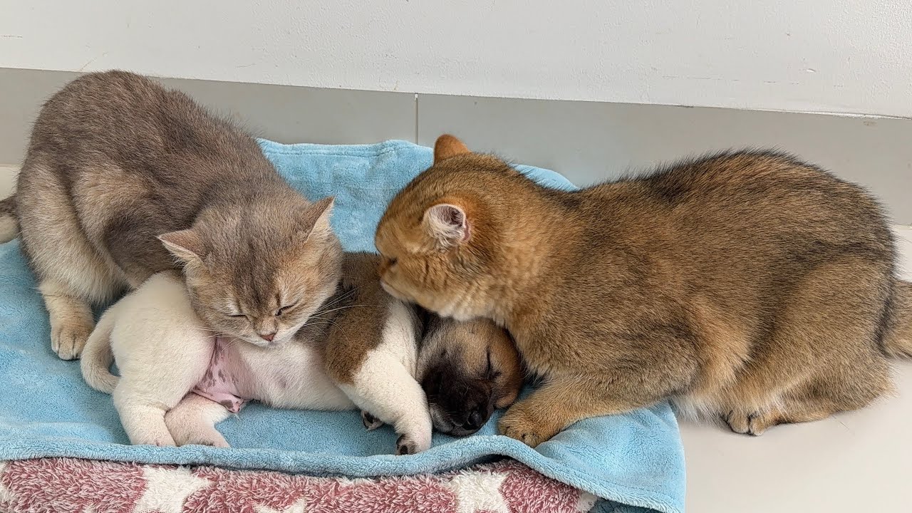 A puppy took over the cat's bed and fell asleep, and the cat's reaction was hilarious!Cute animals