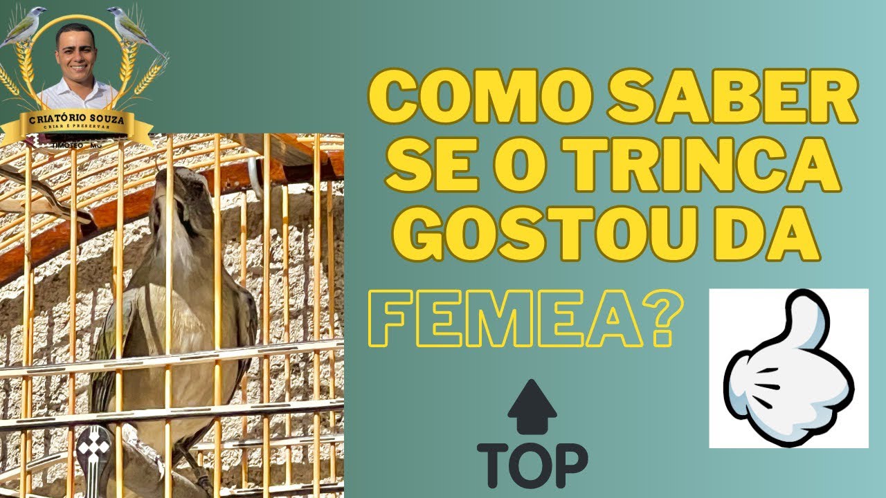 Como saber se o trinca ferro gostou da fêmea?  #trincaferro #trincaferrodefibra #trincaferrooficial