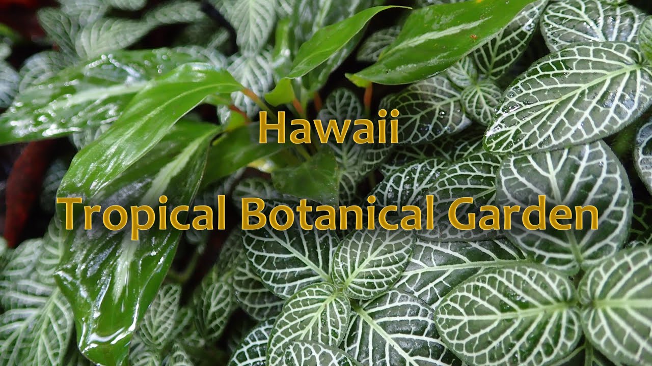 Hawaii Tropical Botanical Garden - Big Island, Hawaii