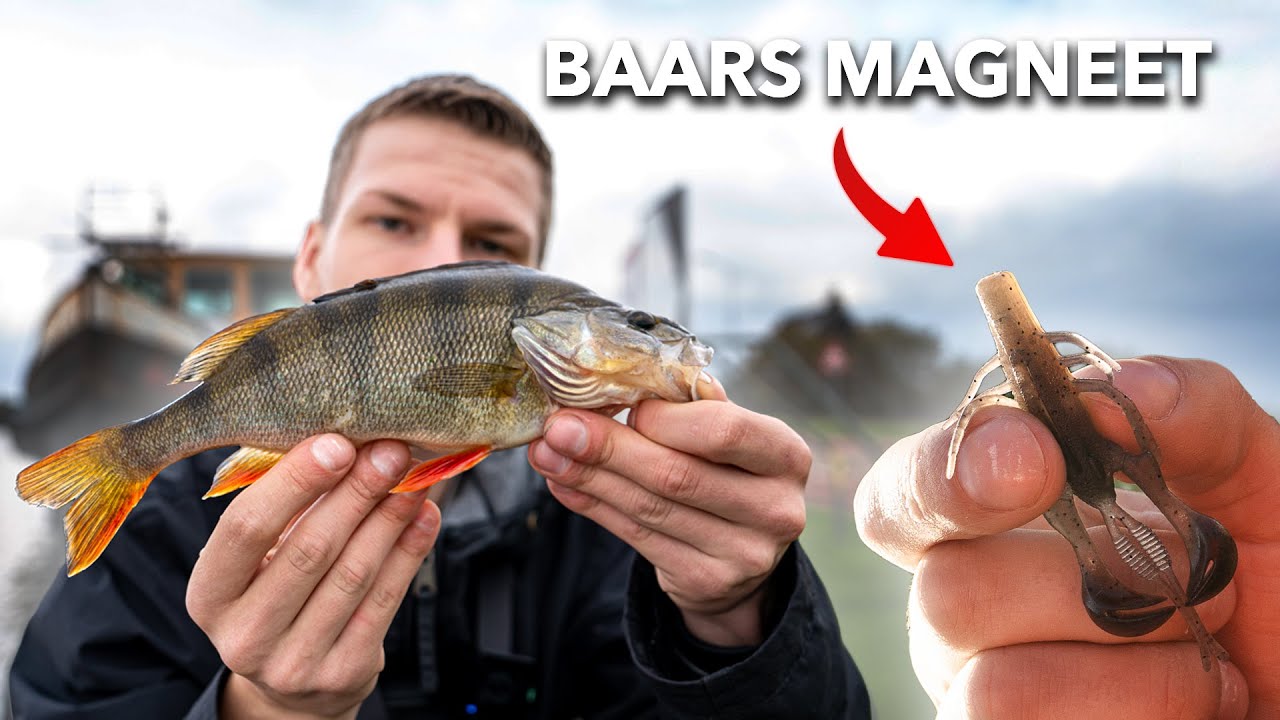 VISSEN OP BAARS MET DE CAROLINA RIG ( ZEER EFFECTIEF )